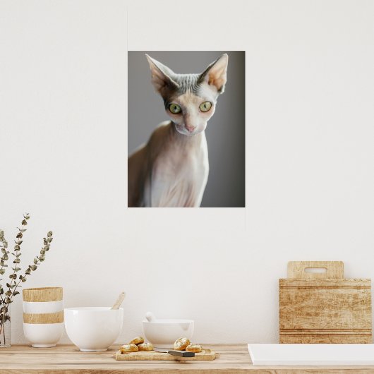 Poster Animaux de bébés cutest | Chat Sphinx (Cuisine)