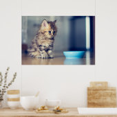 Poster Animaux de bébés cutest | Chaton persan aux yeux b (Cuisine)