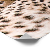 Poster Animaux de bébés cutest | Cheetah Cat & Cub (Coin)