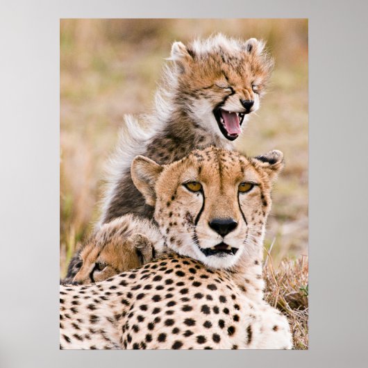 Poster Animaux de bébés cutest | Cheetah Cat & Cub (Devant)