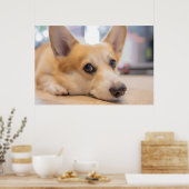 Poster Animaux de bébés cutest | Chiot de Corgi au sol (Cuisine)