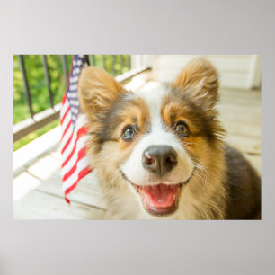 Poster Animaux de bébés cutest   Chiot de Corgi Patriotiq