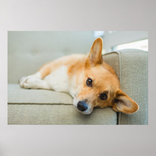 Poster Animaux de bébés cutest Chiot de Corgi sur canap