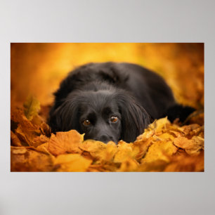 Poster Animaux de bébés cutest Chiot noir espagnol