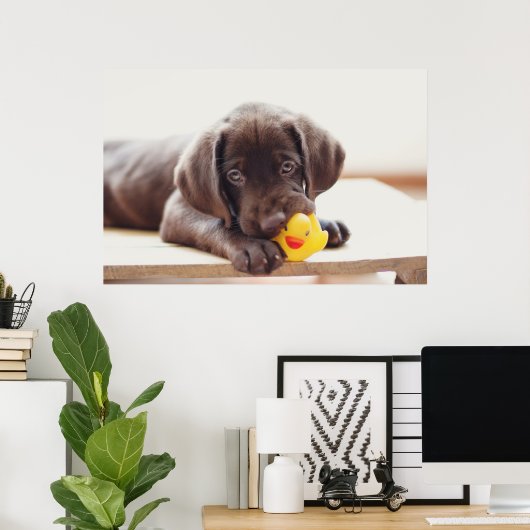 Poster Animaux de bébés cutest | Chocolat Labrador Puppy (Bureau à domicile)