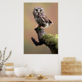 Poster Animaux de bébés cutest | Chouette blanche de la s (Cuisine)