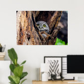 Poster Animaux de bébés cutest | Chouette tachetée (Bureau à domicile)
