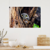 Poster Animaux de bébés cutest | Chouette tachetée (Cuisine)