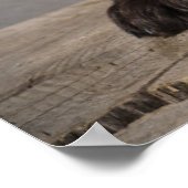 Poster Animaux de bébés cutest | Cockapoo Puppy (Coin)