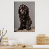 Poster Animaux de bébés cutest | Cockapoo Puppy (Cuisine)