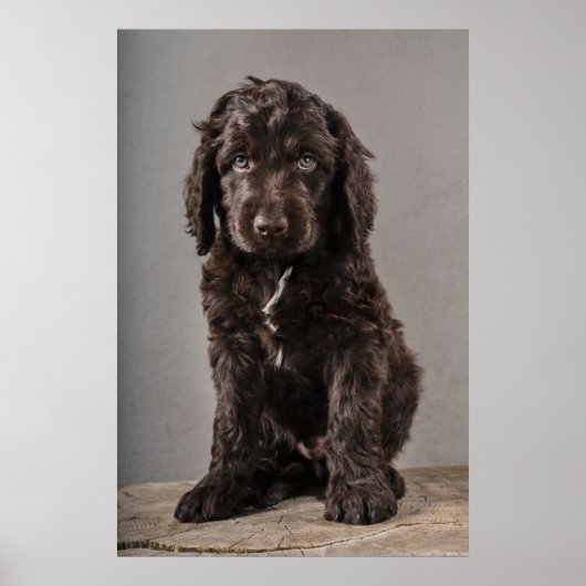 Poster Animaux de bébés cutest | Cockapoo Puppy (Devant)