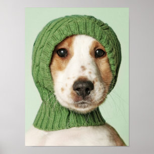 Poster Animaux de bébés cutest   Cocker Spaniel