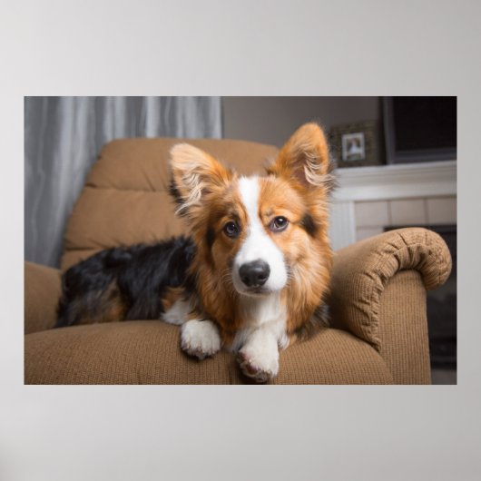 Poster Animaux de bébés cutest | Coiffeuse à cheveux long (Devant)