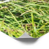 Poster Animaux de bébés cutest | Colt à cheval (Coin)