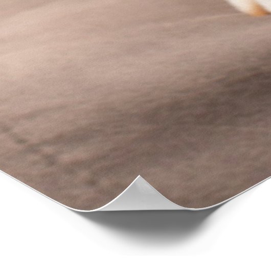 Poster Animaux de bébés cutest | Corgi Anniversaire Chiot (Coin)