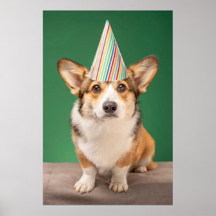 Poster Animaux de bébés cutest   Corgi Anniversaire Chiot
