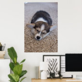 Poster Animaux de bébés cutest | Corgi Chiot sur Shag Rug (Bureau à domicile)