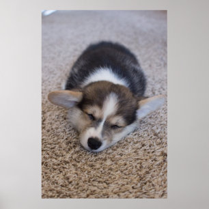 Poster Animaux de bébés cutest   Corgi Chiot sur Shag Rug