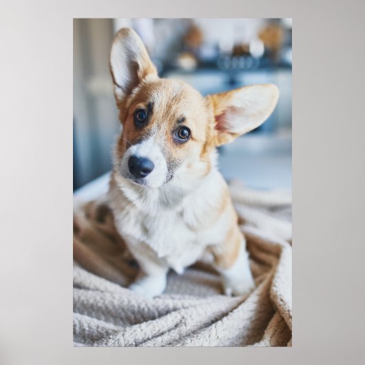 Poster Animaux de bébés cutest | Corgi Head Tilt (Devant)