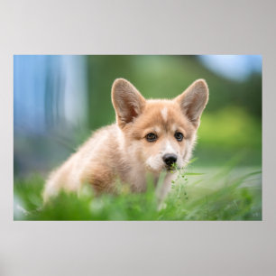 Poster Animaux de bébés cutest Corgi Puppy dans le tria