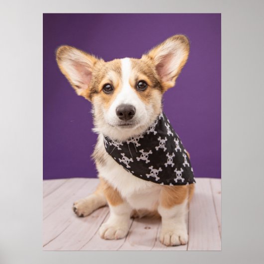 Poster Animaux de bébés cutest | Corgi Puppy Skull Bandan (Devant)