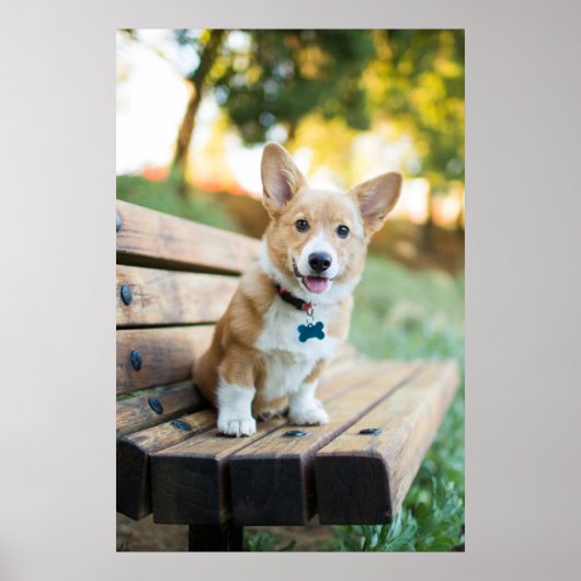 Poster Animaux de bébés cutest | Corgi Puppy sur un banc (Devant)