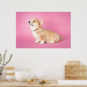 Poster Animaux de bébés cutest | Corgi rose Chiot (Cuisine)