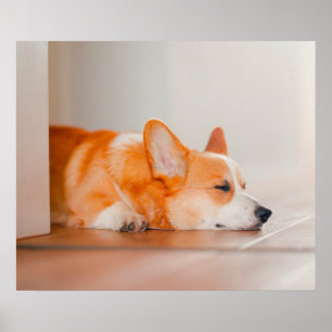 Poster Animaux de bébés cutest   Corgi Sleeping