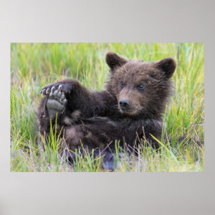 Poster Animaux de bébés cutest   Cute Brown Bear Cub Joue