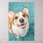 Poster Animaux de bébés cutest | Cute Corgi Puppy Smile (Devant)