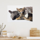 Poster Animaux de bébés cutest | Cute Kitten Hug (Cuisine)