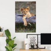 Poster Animaux de bébés cutest | Cute Lion Cub (Bureau à domicile)