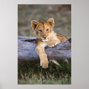 Poster Animaux de bébés cutest Cute Lion Cub