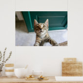 Poster Animaux de bébés cutest | Cute Tabby Kitten (Cuisine)