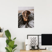 Poster Animaux de bébés cutest | Dachshund Dachshund Dach (Bureau à domicile)
