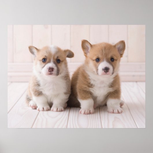 Poster Animaux de bébés cutest | Deux Bébés Corgis assis (Devant)