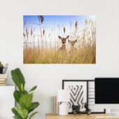 Poster Animaux de bébés cutest | Deux jeunes cerfs à queu (Bureau à domicile)