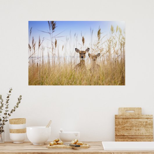 Poster Animaux de bébés cutest | Deux jeunes cerfs à queu (Cuisine)