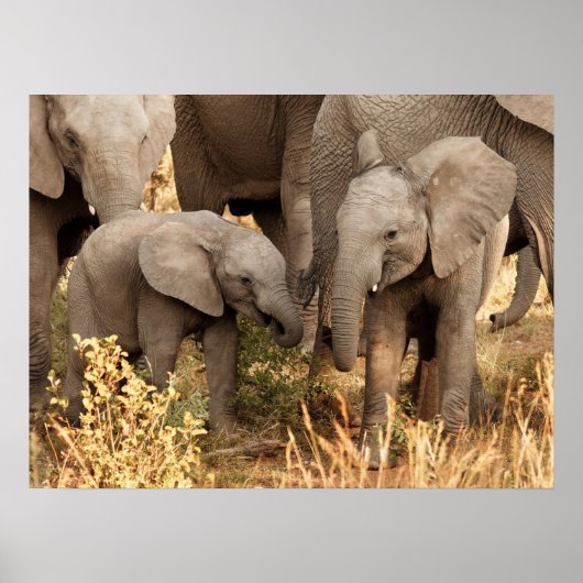 Poster Animaux de bébés cutest | Deux jeunes éléphants (Devant)