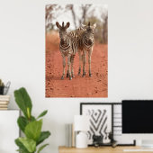 Poster Animaux de bébés cutest | Deux jeunes zèbres (Bureau à domicile)
