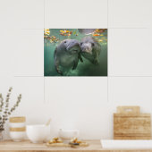 Poster Animaux de bébés cutest | Deux Manatees (Cuisine)