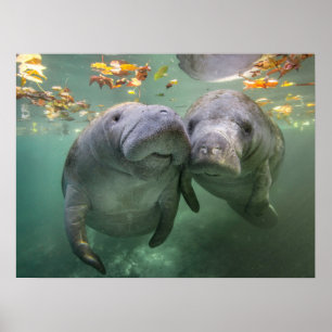 Poster Animaux de bébés cutest Deux Manatees