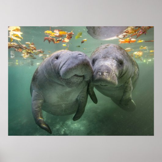Poster Animaux de bébés cutest | Deux Manatees (Devant)