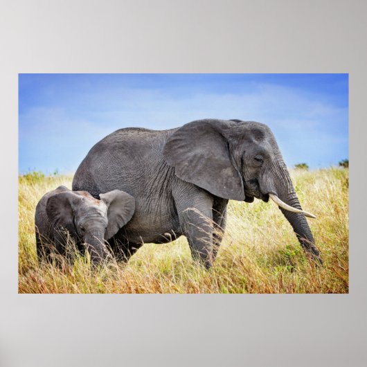 Poster Animaux de bébés cutest | Eléphant africain et mèr (Devant)
