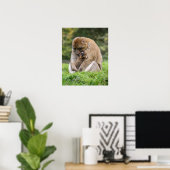 Poster Animaux de bébés cutest | Famille Barbary Macaque (Bureau à domicile)