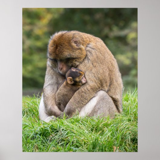 Poster Animaux de bébés cutest | Famille Barbary Macaque (Devant)