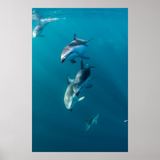 Poster Animaux de bébés cutest | Famille de dauphins (Devant)