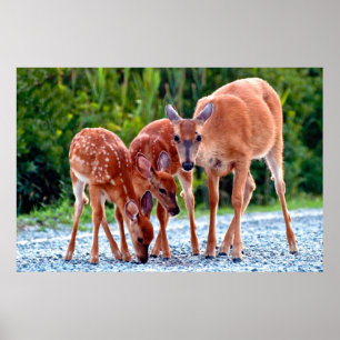 Poster Animaux de bébés cutest Fawn with Babies