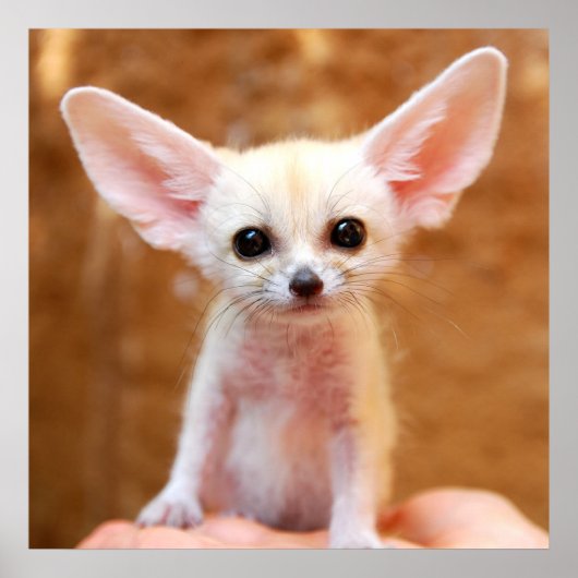 Poster Animaux de bébés cutest | Fennec Fox (Devant)
