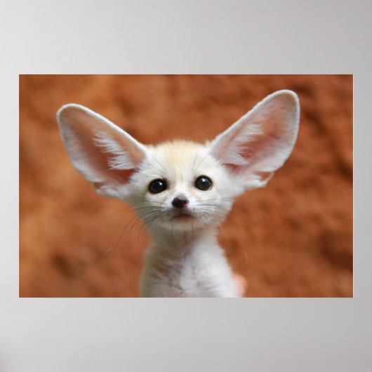 Poster Animaux de bébés cutest | Fennec Fox Pup (Devant)